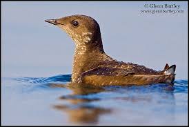 Image result for Brachyramphus perdix