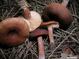 Attēlu rezultāti vaicājumam “Lactarius”