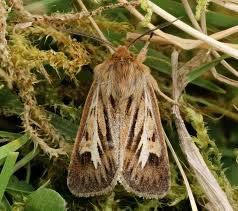 Attēlu rezultāti vaicājumam “Cerapteryx graminis”