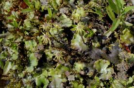 Attēlu rezultāti vaicājumam “Marchantiopsida”