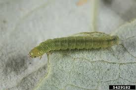 Attēlu rezultāti vaicājumam “Pandemis heparana”