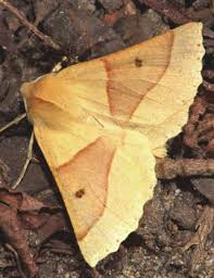 Attēlu rezultāti vaicājumam “Crocallis elinguaria imago”