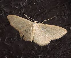 Attēlu rezultāti vaicājumam “Idaea straminata”