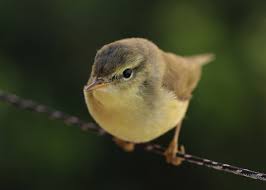 Attēlu rezultāti vaicājumam “Phylloscopus trochilus”