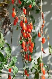 Attēlu rezultāti vaicājumam “Prunus domestica subsp. insitita fruit”