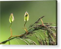 Attēlu rezultāti vaicājumam “Calystegia sepium fruit”