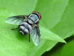 Attēlu rezultāti vaicājumam “Tachinidae”