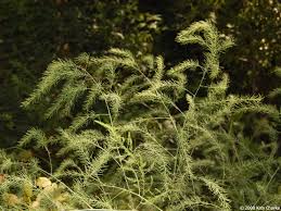 Attēlu rezultāti vaicājumam “Asparagus officinalis”