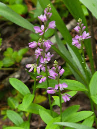 Attēlu rezultāti vaicājumam “Polygala vulgaris”