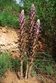 Attēlu rezultāti vaicājumam “Orobanche coerulescens flower”