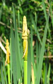 Attēlu rezultāti vaicājumam “Typha angustifolia  fruit”