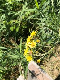 Attēlu rezultāti vaicājumam “Jacobaea paludosa”