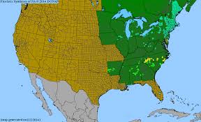 Attēlu rezultāti vaicājumam “Robinia”