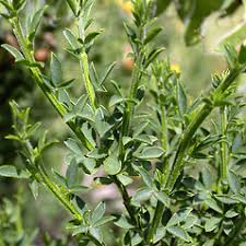 Image result for Cytisus scoparius