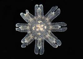 Attēlu rezultāti vaicājumam “Aurelia aurita”