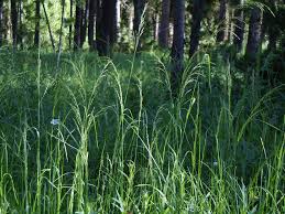 Attēlu rezultāti vaicājumam “Poa palustris leaf”