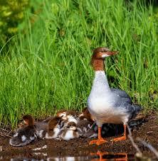 Attēlu rezultāti vaicājumam “Mergus merganser juvenile”