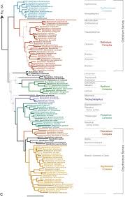 Attēlu rezultāti vaicājumam “Bembidion litorale”