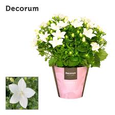 Image result for Campanula isophylla