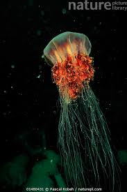 Image result for Cyanea capillata