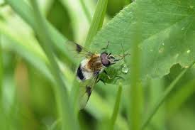 Attēlu rezultāti vaicājumam “Leucozona lucorum”