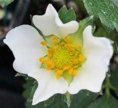 Attēlu rezultāti vaicājumam “Fragaria x ananassa flower”