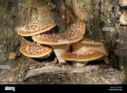 Attēlu rezultāti vaicājumam “Polyporus squamosus”