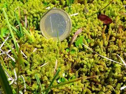 Attēlu rezultāti vaicājumam “Paludella squarrosa”