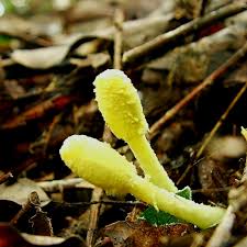 Attēlu rezultāti vaicājumam “Stemonitopsis subcaespitosa macro”