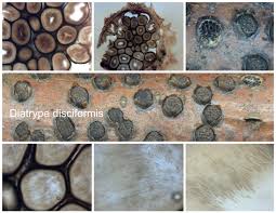 Attēlu rezultāti vaicājumam “Diatrype disciformis”