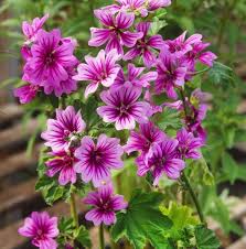Image result for Malva sylvestris var. mauritiana