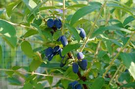 Attēlu rezultāti vaicājumam “Lonicera caerulea var. pallasii”
