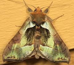 Attēlu rezultāti vaicājumam “Diachea sp.”