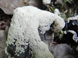 Attēlu rezultāti vaicājumam “Diderma spumarioides macro”