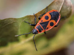 Attēlu rezultāti vaicājumam “Pyrrhocoris apterus imago”
