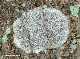 Attēlu rezultāti vaicājumam “Graphis scripta”