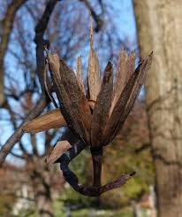 Attēlu rezultāti vaicājumam “Liriodendron tulipifera fruit”