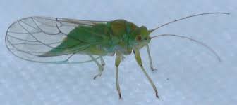 Attēlu rezultāti vaicājumam “Psylla alni”