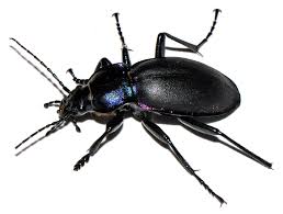 Attēlu rezultāti vaicājumam “Carabus violaceus”