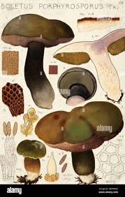 Attēlu rezultāti vaicājumam “Porphyrellus porphyrosporus”