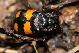 Attēlu rezultāti vaicājumam “Nicrophorus vespillo”