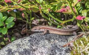 Attēlu rezultāti vaicājumam “Lacerta vivipara”