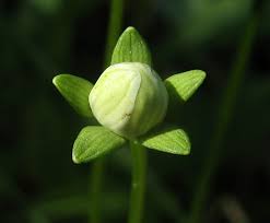 Attēlu rezultāti vaicājumam “Oenothera rubricauli bud”