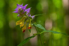 Attēlu rezultāti vaicājumam “Melampyrum nemorosum flower”