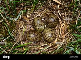 Attēlu rezultāti vaicājumam “Gallinago gallinago eggs”