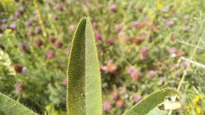 Attēlu rezultāti vaicājumam “Trifolium alpestre leaf”