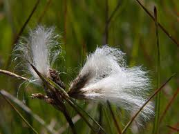 Attēlu rezultāti vaicājumam “Eriophorum latifolium flower”