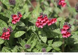Attēlu rezultāti vaicājumam “Pulmonaria angustifolia fruit”