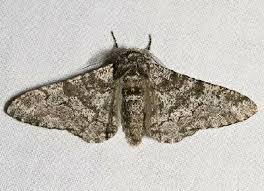 Attēlu rezultāti vaicājumam “Biston betularia”