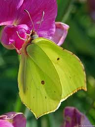 Attēlu rezultāti vaicājumam “Gonepteryx rhamni male”